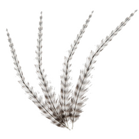 Hackle